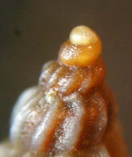 1) Mangelia bertrandi?